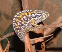 ����� ����� ����